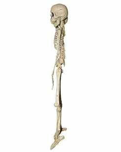20 Inch Two-Headed Skeleton 5 20 Inch Two-Headed Skeleton -MystiCostume Shop 01344241 c