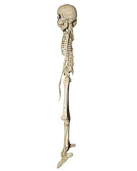 20 Inch Two-Headed Skeleton 3 20 Inch Two-Headed Skeleton - Image 3